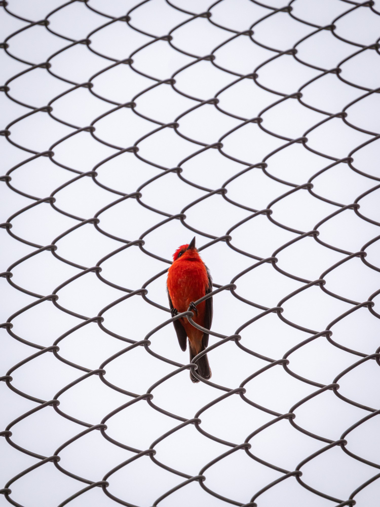 Plastic Bird Spikes: The Ultimate Guide to Keeping Birds Away plastic bird spikes